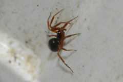 Walckenaeria acuminata