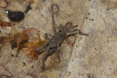 Anelasmocephalus cambridgei