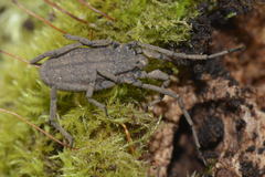 Trogulus nepaeformis
