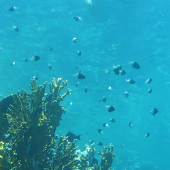 Pycnochromis dimidiatus