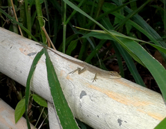 Anolis wellbornae