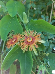 Passiflora mexicana