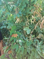 Passiflora mexicana