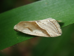 Micrathetis dasarada