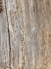 Pityogenes bidentatus