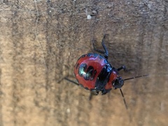 Brontocoris nigrolimbatus