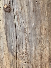 Pityogenes bidentatus