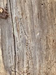 Pityogenes bidentatus