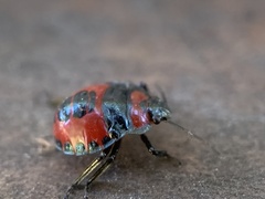 Brontocoris nigrolimbatus