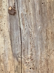 Pityogenes bidentatus