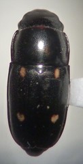 Glischrochilus siepmanni