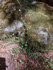 Muehlenbeckia complexa complexa