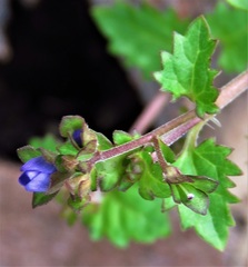 Veronica brownii