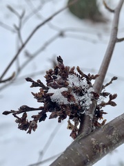 Eriophyes betulae