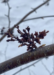 Eriophyes betulae