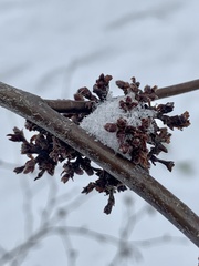 Eriophyes betulae