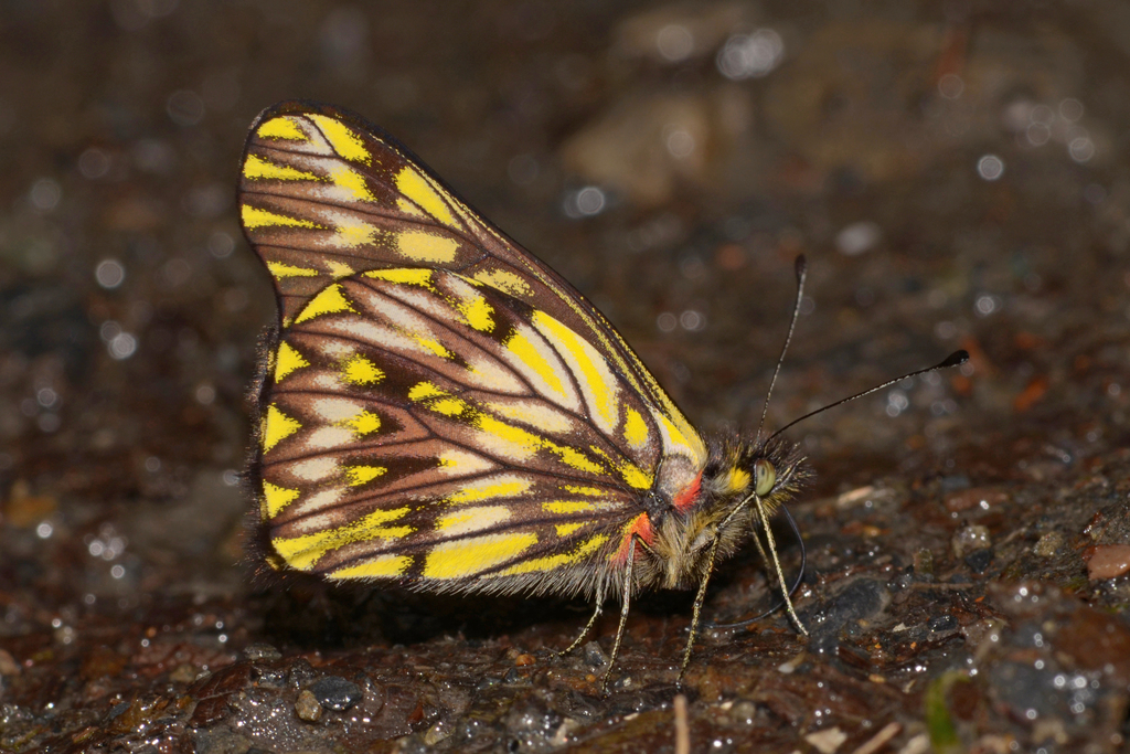 Catasticta watkinsi
