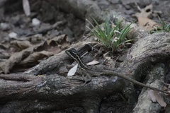 Basiliscus