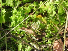 Teesdalia coronopifolia