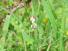 Fumaria capreolata capreolata