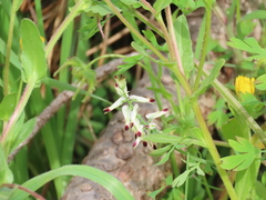 Fumaria capreolata capreolata
