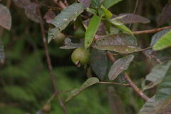 Psidium galapageium