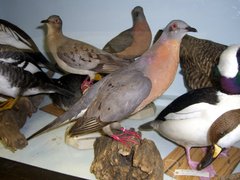 Ectopistes migratorius