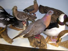 Ectopistes migratorius