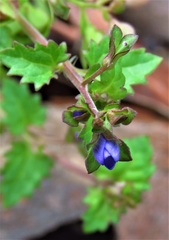 Veronica brownii
