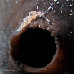 Facelina rubrovittata