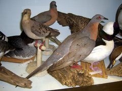 Ectopistes migratorius