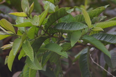 Psidium galapageium