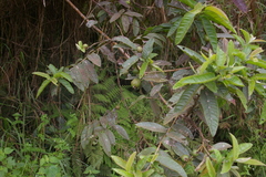 Psidium galapageium