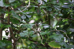 Acrocephalus sechellensis