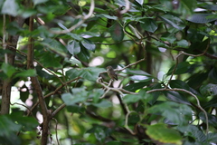 Acrocephalus sechellensis