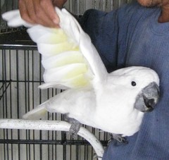 Cacatua alba