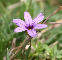 Sisyrinchium platense
