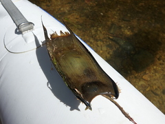New Zealand Smooth Skate photo 3