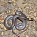 Pacific Longtail Snake - Photo (c) Josue Ramos Galdamez, some rights reserved (CC BY-NC), uploaded by Josue Ramos Galdamez