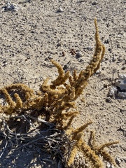 Halogeton glomeratus