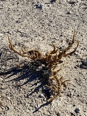 Halogeton glomeratus