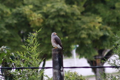 Rupornis magnirostris