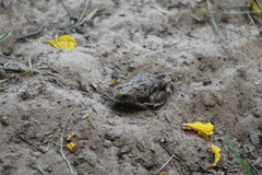 Physalaemus biligonigerus