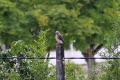 Rupornis magnirostris