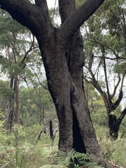 Eucalyptus piperita