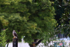 Rupornis magnirostris