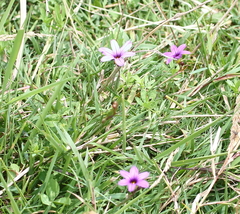 Sisyrinchium platense