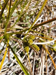 Carex wakatipu