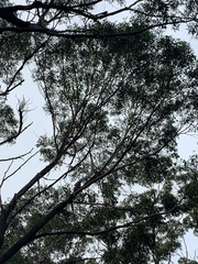 Eucalyptus piperita