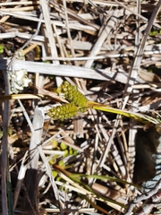 Carex wakatipu